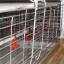 broiler chicken farming