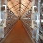 chicken farming in South Africa