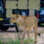Big 5 Game Drives