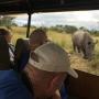 Rhino on Safari