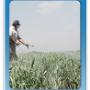 Aquatic vegetation management