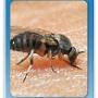 Black fly and mosquito control