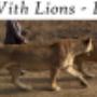 Walk With Lions