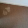 Carpet after