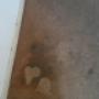 Carpet before