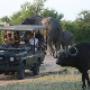 Safari game drive in open land cruiser