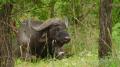 Kruger Park Safaris