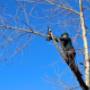 Tree Felling Centurion