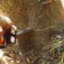Tree Felling Pretoria East