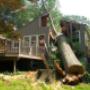 Tree Felling