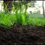 Compost