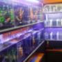 Fish Tanks