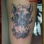 cat anatomy skull by Ettiene at SkinCandy Tattoos