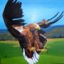 Fish Eagle Swooping Down