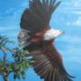 The Fish Eagle Takes FLight