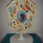Animal cell
