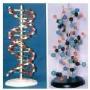 DNA model