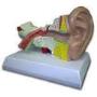 Model human ear