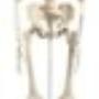 Model human skeleton