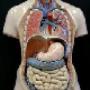 Model human torso
