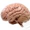 Model-Brain