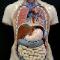 Model-Human-Torso