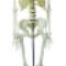 Model-Skeleton