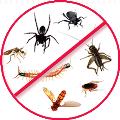 Eco Pest  An Eco-Friendly Pest Management Solution