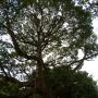 tree felling