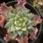 Succulent Plants