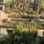 Succulent Plants