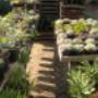 Succulent Plants