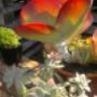 Succulent Plants