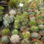 Succulent Plants