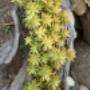 Succulent Plants