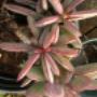 Succulent Plants