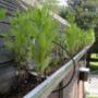 gutter blocked by weeds