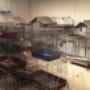 Cages