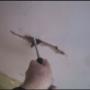 Wall Crack Repair Services