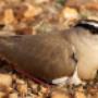 Your Publishing Birdy