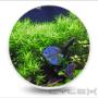 Uploaded by visitor on 2015/12/21 - Tropical Fish