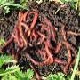 Compost