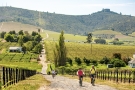 Stellenbosch Vineyard Bicycle Tours