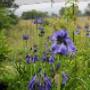 Uploaded by visitor on 2016/04/19 - Agapanthus