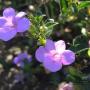 Uploaded by visitor on 2016/04/19 - Barleria