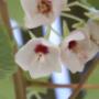 Uploaded by visitor on 2016/04/19 - Dombeya