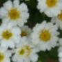 Uploaded by visitor on 2016/04/19 - feverfew (herb)