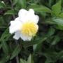 Uploaded by visitor on 2016/04/19 - snuifkalbassie / Fried egg flower plant (shrub)