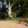In the garden