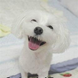 Pampered Pooch Parlour